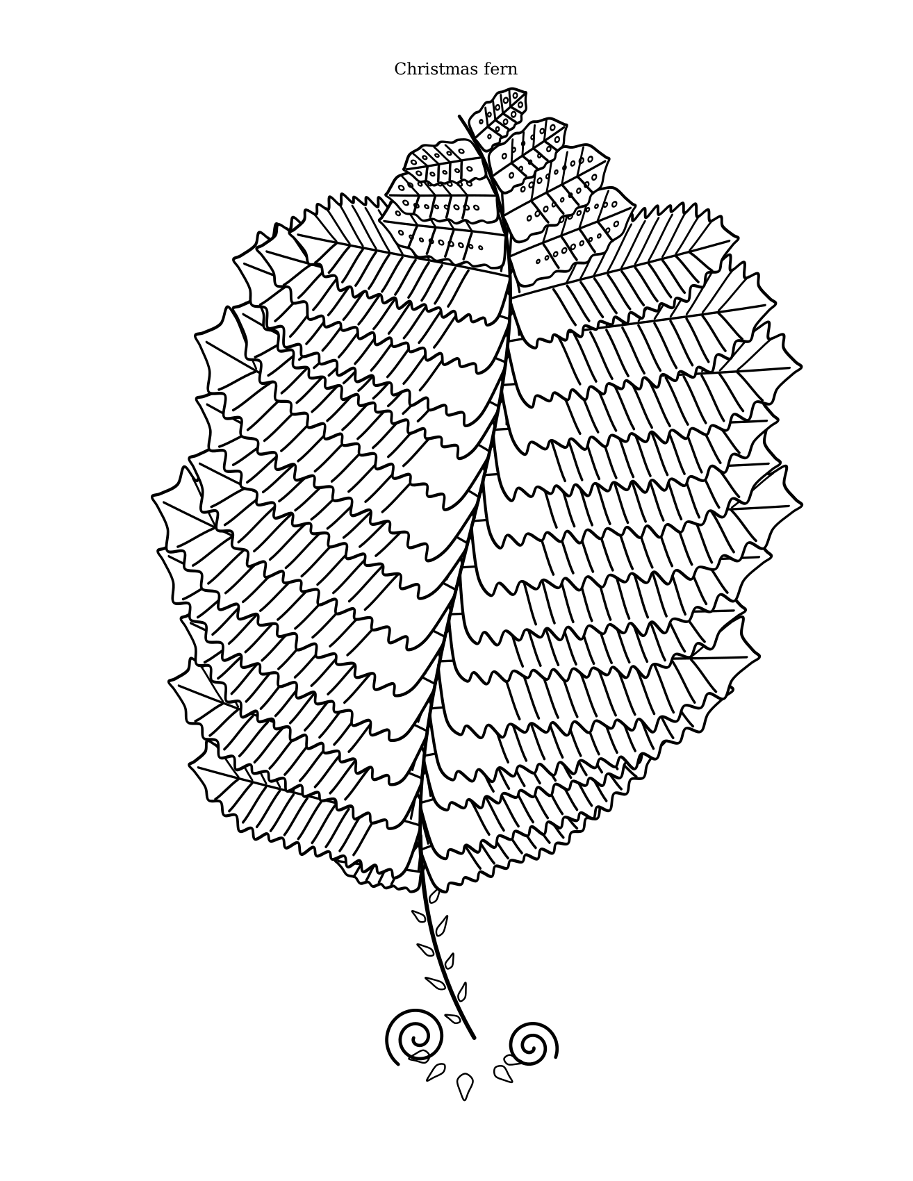 Christmas fern coloring plate: once-pinnate frond with holly-like pinnae and stocking-shaped auricles
