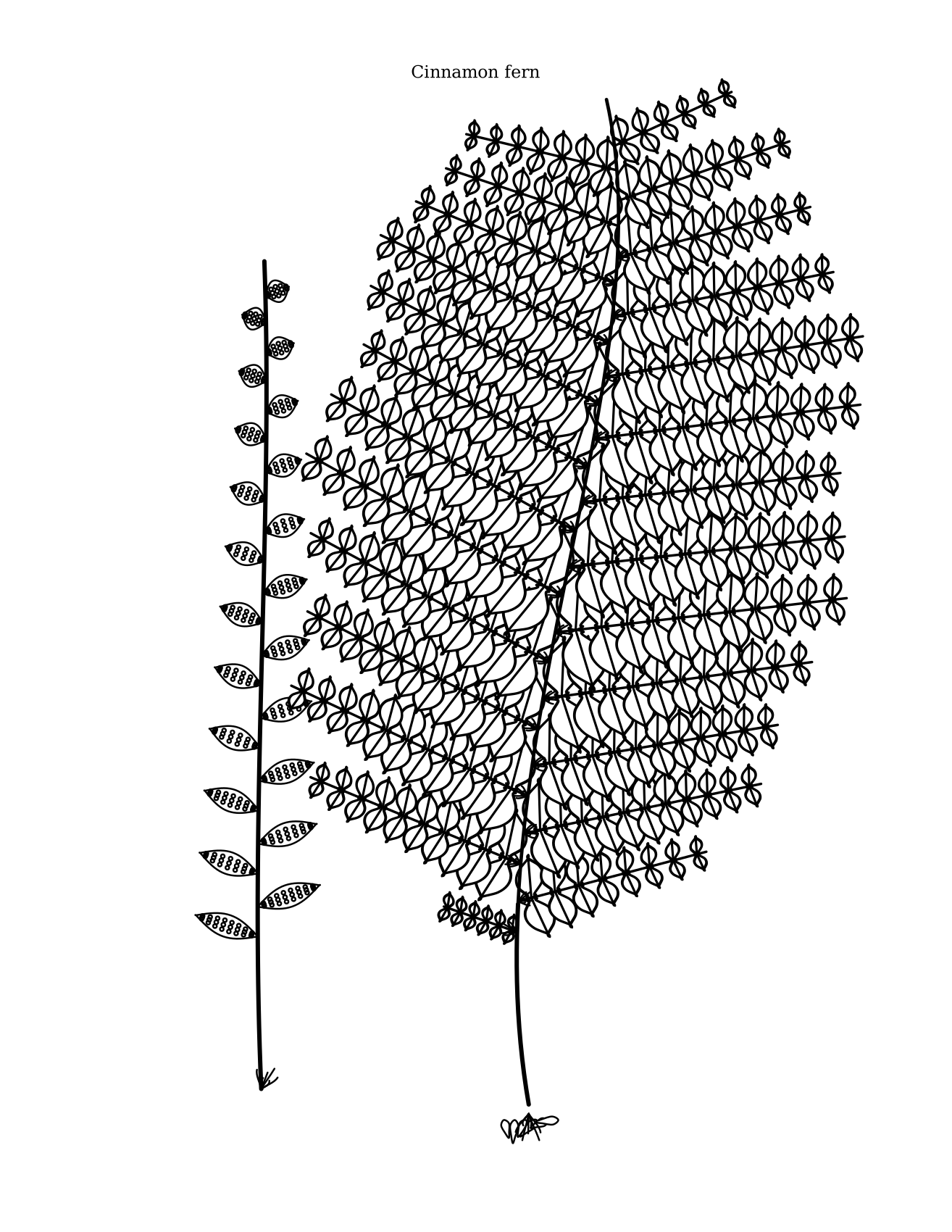 Cinnamon fern coloring plate: large bipinnate sterile frond beside a beaded fertile frond