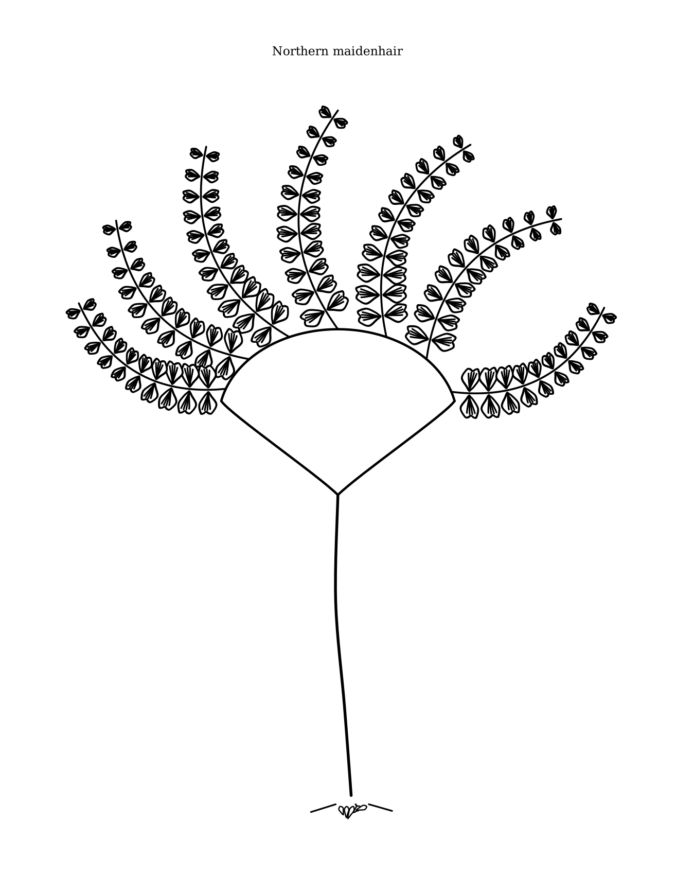 Northern maidenhair coloring plate: radiating finger-like pinnae on a thin rachis